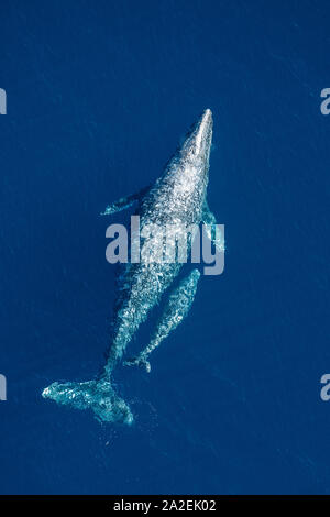 gray whale, Eschrichtius robustus, mother and calf, offshore, near San Clemente Island, Channel Islands, California, USA, Pacific Ocean