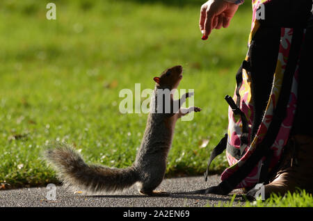 A grey squirrel standing on its hind legs to reach a berry being offered to it by a human hand, at Brandon Hill Park, city of Bristol, England, UK Stock Photo