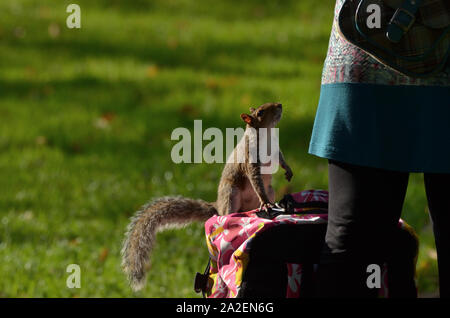 A cheeky grey squirrel on a woman's bag, looking for food.  At Brandon Hill Park, Bristol, England. Stock Photo
