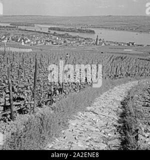 Blick über die Weinberge zur Stadt Rüdesheim am Rhein, Deutschland 1930er Jahre. View over vineyards to the city of Ruedesheim at river Rhine, Germany 1930s. Stock Photo