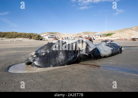 Dead calf of southern right whale, Eubalaena australis, Conservation Dependant (IUCN), UNESCO Natural World Heritage Site, Puerto Piramides, Golfo Nue Stock Photo
