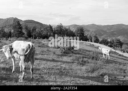 Eine Weide mit grasenden Kühen im Schwarzwald, Deutschland 1930er Jahre. A pasture with grazing cows in the Black Forest, Germany 1930s. Stock Photo