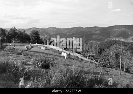 Eine Weide mit grasenden Kühen im Schwarzwald, Deutschland 1930er Jahre. A pasture with grazing cows in the Black Forest, Germany 1930s. Stock Photo