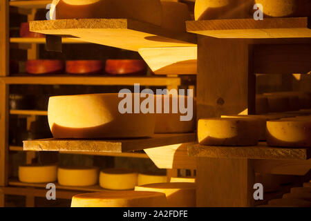 cheeses different types Inside a cellar  level awaiting fermentation process Stock Photo