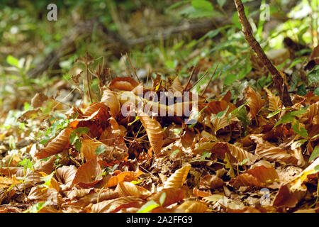 Dried leaves left at natural condition on the forest ground in the autumn at Belgrad Forest Istanbul. Green leaves and foliage in the blurry backgroun Stock Photo