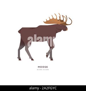 Wild moose animal illustration of big antler elk on isolated white background. Educational wildlife design with fauna species name label. Stock Vector