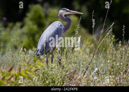 A Great Blue Heron hunts along the shore of Rainbow Lake in the White Mountains of east central Arizona. Stock Photo