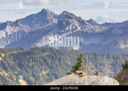 A marmot resting on a rock with the Tatoosh Range and Mt. Adams in the background in Mt. Rainier National Park in Washington state Stock Photo