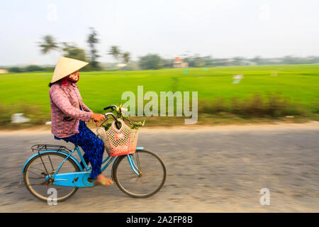 Hoi An, Vietnam - March 3rd 2010: Woman riding a bicycle through the rice fields. Cycling is still a popular form of transport. Stock Photo