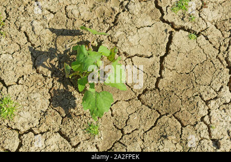 Dry lake bottom and cracks on the ground as water drawdown during the summer at Belgrad Forest Lake in Turkey. Stock Photo