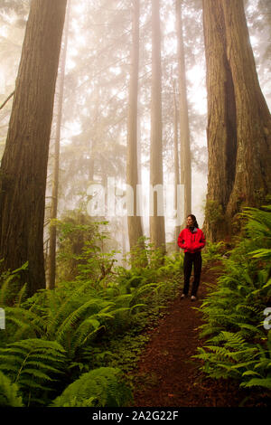 CA, Del Norte Coast Redwoods State Park, redwood trees with ...