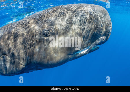 Portrait of a sperm whale, Physeter macrocephalus, The sperm whale is the largest of the toothed whales Sperm whales are known to dive as deep as 1,00 Stock Photo