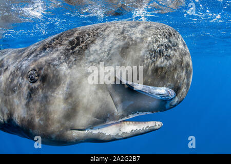 Portrait of a sperm whale, Physeter macrocephalus, The sperm whale is the largest of the toothed whales Sperm whales are known to dive as deep as 1,00 Stock Photo
