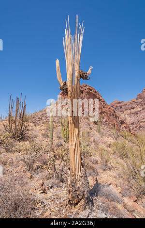 Dead Saguaro Skeleton in the Desert in Organ Pipe Cactus National Monument in Arizona Stock Photo
