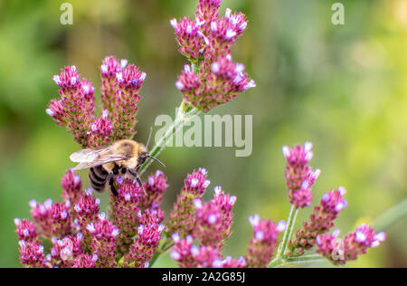 A happy bumble bee is enjoying the pollen in this pretty pink fall wildflower Stock Photo
