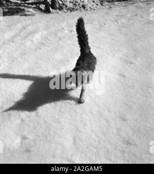 Ein Ausflug in ein Skigebiet in Bayern, Deutsches Reich 1930er Jahre. A trip to a Ski region in Bavaria, Germany 1930s. Stock Photo