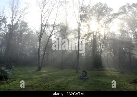 Sun Rays Shining Through A Morning Fog In A Wooded Yard Stock Photo