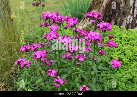 Sweet Williams Flowers Blooming In Front Of Sedum By An Old Stump Stock Photo