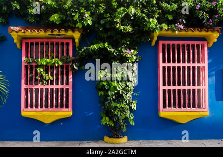 Two colorful windows and a lush vine decore a the facade of an old house in the Walled City of Cartagena Stock Photo
