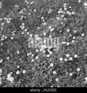 Blumenwiese, Deutschland 1930er Jahre. Lawn with flowers, Germany 1930s. Stock Photo