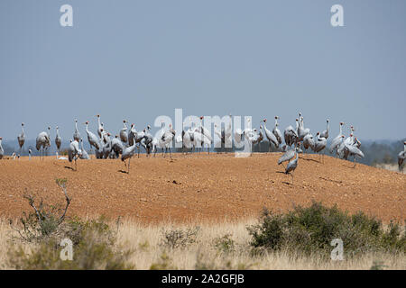 A group of migrating Brolgas (Grus rubicunda) near Clermont, Queensland, QLD, Australia Stock Photo