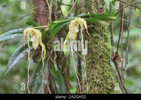 Rare Phragmipedium warszewiczianum orchids, Copalinga, Podocarpus National Park, Zamora, Ecuador Stock Photo