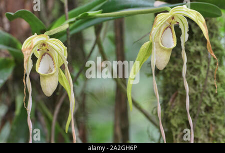 Rare Phragmipedium warszewiczianum orchids, Copalinga, Podocarpus National Park, Zamora, Ecuador Stock Photo