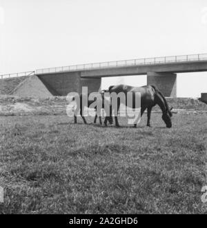 Stute mit Fohlen auf einer Weide bei der Reichsautobahn, Deutschland 1930er Jahre. Mare with foal at a corral near the reichsautibahn highway, Germany 1930s. Stock Photo