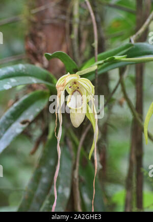 Rare Phragmipedium warszewiczianum orchid, Copalinga, Podocarpus National Park, Zamora, Ecuador Stock Photo