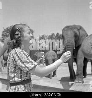 Eine junge Frau steht mit einer Tüte Erdnüsse vor dem Elefantengehege im Zoo, Deutschland 1930er Jahre. A young woman with a bag of peanuts in front of the elephant's compund at the zoo, Germany 1930s. Stock Photo