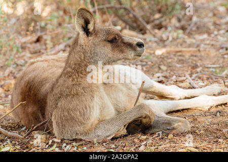 Old male Eastern Grey Kangaroo with facial scars resting on the ground at Red Hill Nature Reserve, ACT, Australia on a spring morning in September 201 Stock Photo