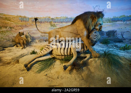 An example of a male lion with his zebra kill in a taxidermy diorama at the Natural History Museum Satwa in Batu City, Indonesia. Stock Photo