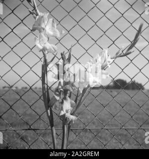 Eine Blume an einem Maschendrahtzaun, Deutschland 1930er Jahre. A flower on a mesh wire fence, Germany 1930s. Stock Photo
