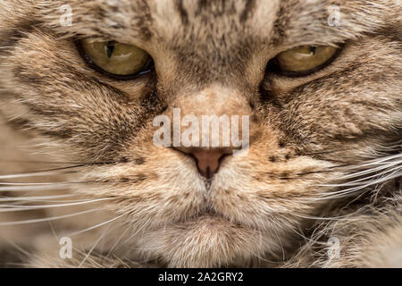 Premium Photo  Portrait photo of scottish fold cat with annoying or angry  face.