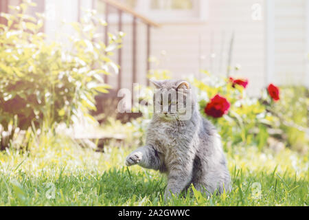 A gray cat plays in the summer garden, raising its front paw, against the background of green grass and a country house. Sunlight, blurred background, Stock Photo