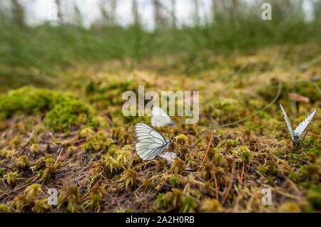 Group of beautiful black-veined white butterflies (Aporia crataegi) on a bog in the moss, close-up Stock Photo