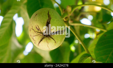 Ripe nuts of a Walnut tree. Green unripe walnuts hang on a branch.  Fruits of a walnut.  Ripe nuts of a Walnut tree. Green leaves and unripe walnut. Stock Photo