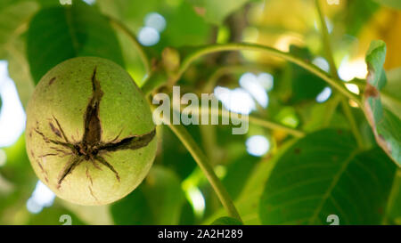 Green unripe walnuts hang on a branch.  Ripe nuts of a Walnut tree. Stock Photo
