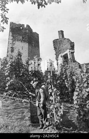 Winzer aus Beilstein bei der Arbeit im Weinberg, Deutschland 1930er Jahre. Winegrower at work in hnis vineyard near Beilstein, Germany 1930s. Stock Photo