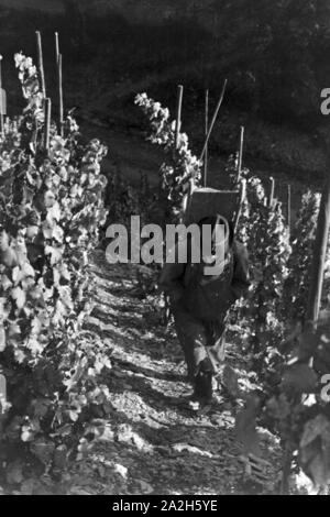 Winzer aus Beilstein bei der Arbeit im Weinberg, Deutschland 1930er Jahre. Winegrower at work in hnis vineyard near Beilstein, Germany 1930s. Stock Photo