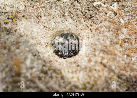 Green tiger beetle larvae Stock Photo