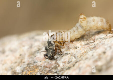 Green tiger beetle larvae Stock Photo