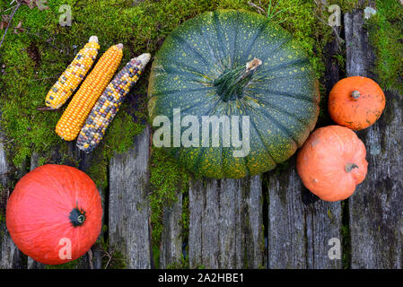 Bright colorful pumpkins lying on green mossy rotten old wood planks photographed from above with space in the middle for Halloween Stock Photo