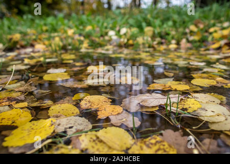 Autumn leaves in a rain puddle, on a blurred background of green grass and trees. Stock Photo