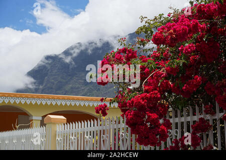 pink bougainvillea in bloom in front of a typical house in the tropical mountains of La Réunion, France Stock Photo