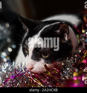 A cute, brooding black-and-white cat lies on a multicolored tinsel. Close-up. Stock Photo