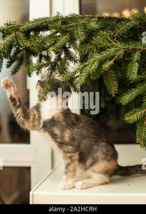 A nice three-colored kitten sits on the windowsill and wants to touch the fir branch with a paw. Stock Photo