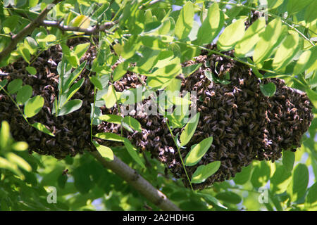 Swarming Bees. Formation Of A New Colony Bees On A Branch Of A Black ...