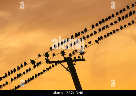 Rufford, Lancashire.  UK Weather. 3rd October, 2019. Colourful skies at dawn, and bright sunny start to the day after overnight ground frost, as starlings gather on the wires to warm up in rural Lancashire. Credit; MediaWorldImages/AlamyLiveNews Stock Photo