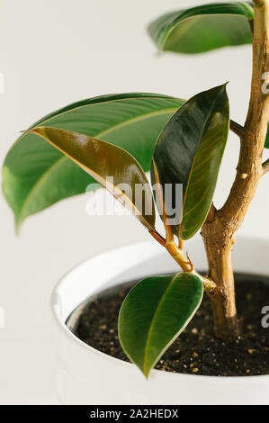 A small process of ficus of an elastic plant rubber tree . Close up. Stock Photo